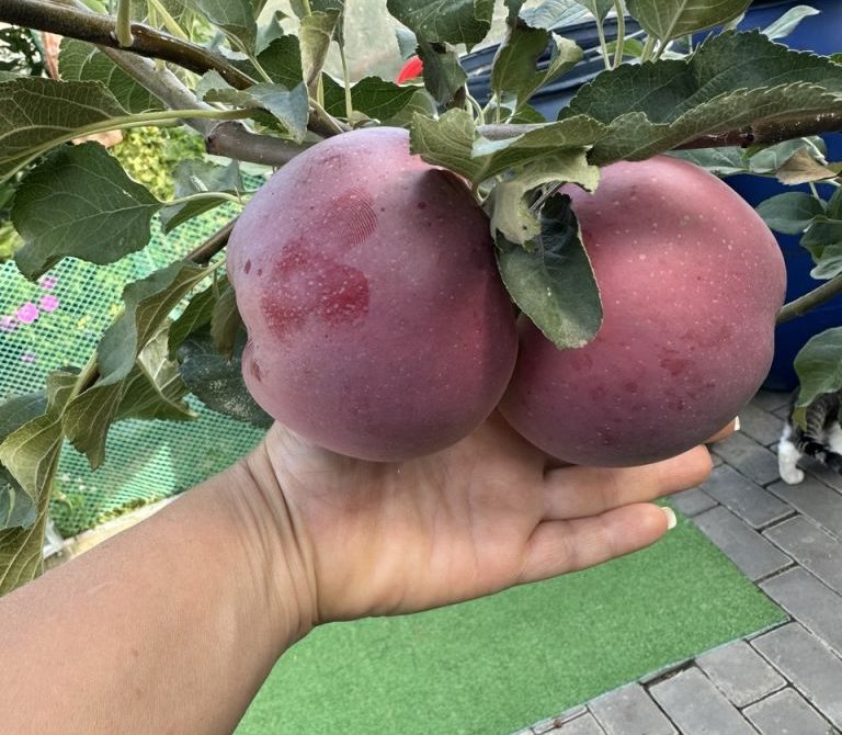 697379027ee906.21850068