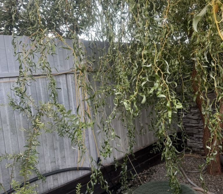 697379039af173.93698095